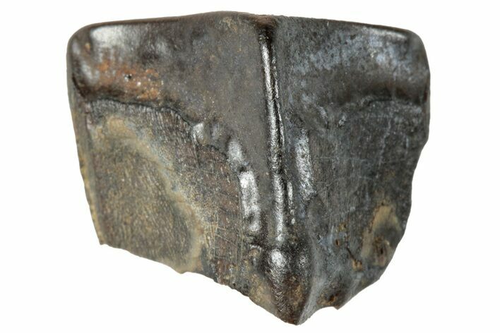 Fossil Hadrosaur (Duck-Billed Dinosaur) Shed Tooth - Montana #263861